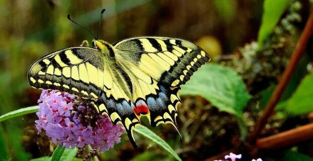 Coltiviamo la biodiversità: accorrono farfalle